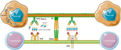 TCR-T Immunotherapy: The Challenges and Solutions